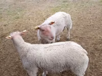 Schafe (Partie, Geschlecht nicht angegeben), Charollais sheep — Foto 2