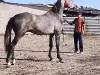 Caballo, Horse breed — foto 1