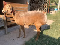 Schaf, Arashan sheep — Foto 1
