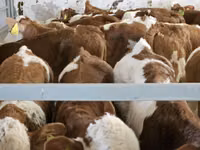 Bull, Simmental cattle — photo 4