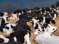 Rinder (Partie, Geschlecht nicht angegeben), Simmental cattle — Foto 6