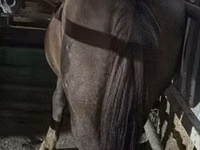 Mare, Horses — photo 1