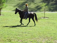 Mare, Tennessee Walking Horse — photo 8