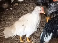 Chickens — Foto 3
