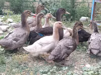 روان — الصورة 1