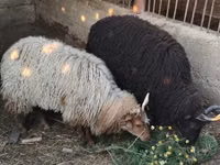 Schaf, Racka sheep — Foto 1