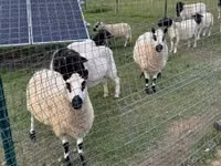 Schaf, Cerry Hill sheep — Foto 7