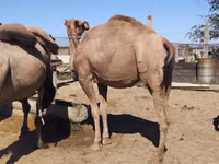 Camellos (lote, sexo no especificado), Kazakh Bactrian camel — foto 4