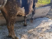 Cow, Alatau breed — photo 6