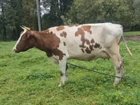 Cow, Ayrshire — photo 5