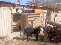 Widder, Ordabasy sheep — Foto 4