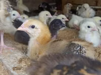 Chickens — photo 3