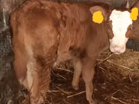 Bovinos (lote, sexo no especificado), Hereford — foto 3