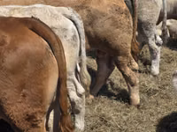 Toro, Vaca Limousin — foto 6