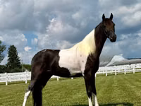 घोड़ा, Tennessee Walking Horse — फ़ोटो 3