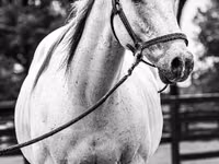 حصان, National Show Horse — الصورة 4