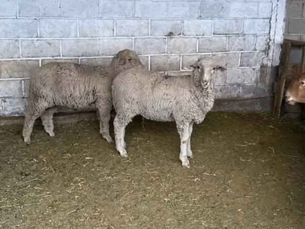كبش, Merino sheep