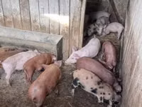Cerdos (lote, sexo no especificado) — foto 6