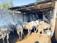 मेढ़ा, Merinoland sheep — फ़ोटो 3