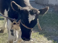 Cow, Holstein breed — photo 5