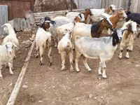 Ziege, Damask goat — Foto 1