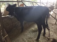 Toro, Ganado vacuno — foto 3