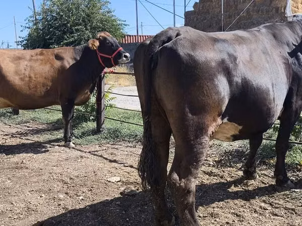 Kuh, Russian Black pied cattle