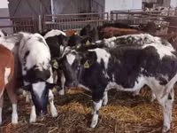 ثور, Russian Black pied cattle — الصورة 1