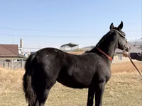 حصان, Arabian horse — الصورة 1