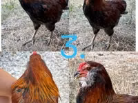 Araucana — photo 3