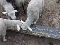 Widder, Ile-de-France sheep — Foto 6