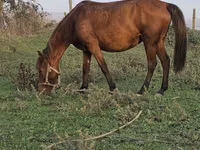 Stute, Azerbaijan horse — Foto 8