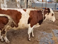 Kuh, Swiss cattle — Foto 5