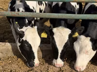 Vaca, Russian Black pied cattle — foto 1