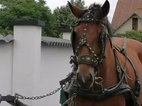 Mare, Horses — photo 1