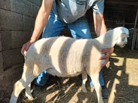 Carnero, Dorper sheep — foto 7