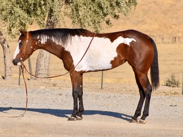 Mare, National Show Horse