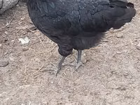 أستراليان بيت غيم فاول — الصورة 5