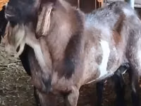 बकरा, Nubian Goat — फ़ोटो 3