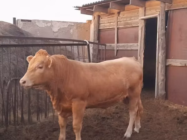 Toro, Raza Auliyeatin