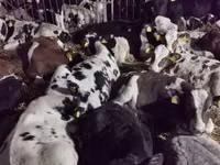 Bovinos (lote, sexo no especificado), Russian Black pied cattle — foto 3