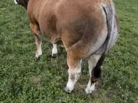 Toro, Partenaise cattle — foto 5