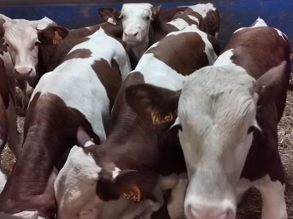 Toro, Simmental cattle