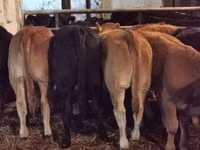 Bovinos (lote, sexo no especificado), Ganado vacuno — foto 2