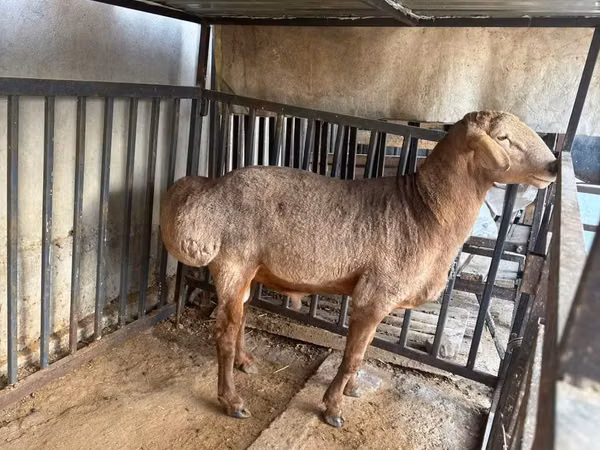 كبش, Arashan sheep