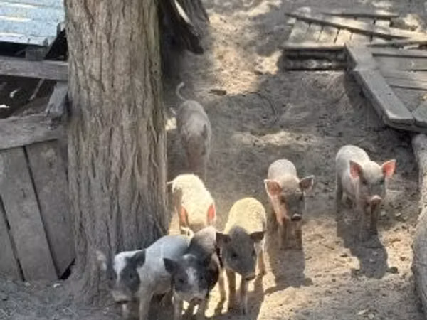 Boar, 