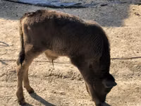 ثور, البنية اللاتفية — الصورة 3