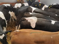 أبقار (دفعة، الجنس غير محدد), Simmental cattle — الصورة 8
