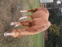 Horse (M), Palomino — photo 4