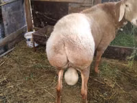 كبش, Rambouillet sheep — الصورة 5